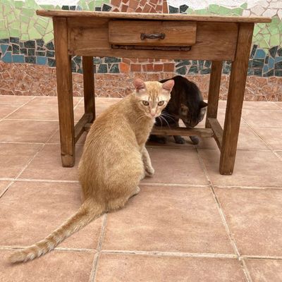 Cursos de restauración de muebles en puzol Valencia